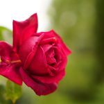 Kisi Ko Ghar Mila Hisse Mein Ya Koi Dukaan Aayi - Full Poetry
