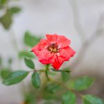 Agar Hum Kahen Aur Woh Muskura Dein Hum Un Ke Liye Zindagani Luta Dein