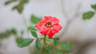 Agar Hum Kahen Aur Woh Muskura Dein Hum Un Ke Liye Zindagani Luta Dein