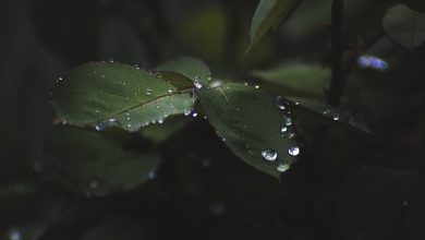 Khushi Ne Mujh Ko Thukraya Hai - Begum Akhtar Lyrics