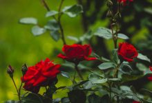 Agar Tum Mil Jao, Zamana Chhord Denge Hum [Lyrics]