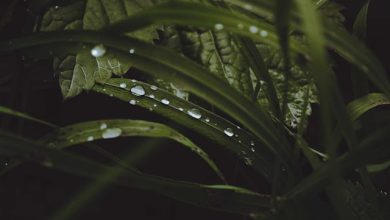 Kirchiyan Chunta Hoon To Hairani Bohat Hoti Hai - Urdu Poetry