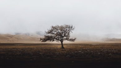 Chhord Jaane Pe Parindon Ki Muzammat Ki Ho