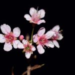 Ghazal - Thahar Thahar Ke Khudara Kalaam Keejiye Naa