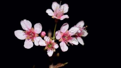 Ghazal - Thahar Thahar Ke Khudara Kalaam Keejiye Naa