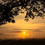 Ghazal - Sone Sone Daar-o-Rasan Batlate Hain