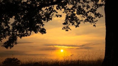 Ghazal - Sone Sone Daar-o-Rasan Batlate Hain