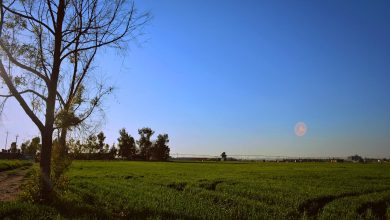 Ek Dil Walon Ki Basti Thi - Urdu Poetry