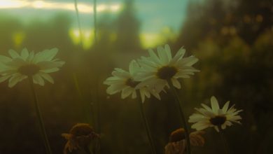 Us Ki Aankhon Mein Utar Jaane Ko Jee Chahta Hai - Ghazal