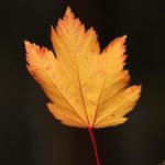 Woh Ishq Jo Hum Se Rooth Gaya - Ghazal Lyrics