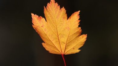 Woh Ishq Jo Hum Se Rooth Gaya - Ghazal Lyrics