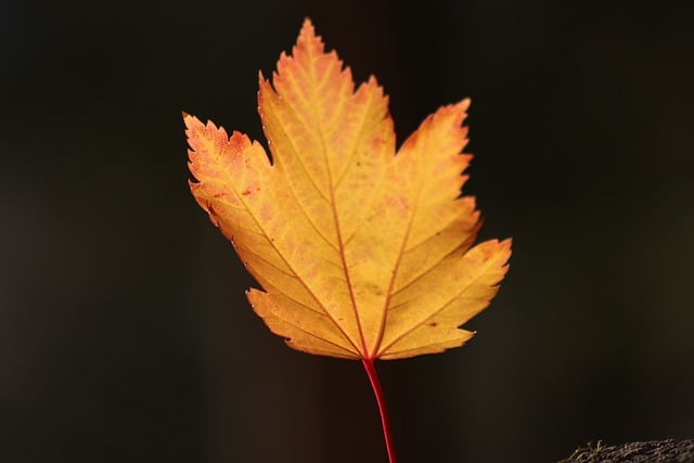 Woh Ishq Jo Hum Se Rooth Gaya - Ghazal Lyrics