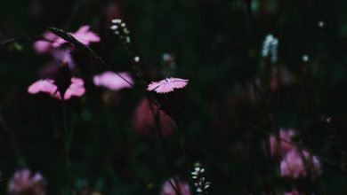 Yeh Hadsa Mujhe Hairan Kar Gaya Sar Shaam - Urdu Ghazal