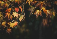 Door Manzil Hai Raah-Guzar Tanha - Lyrics