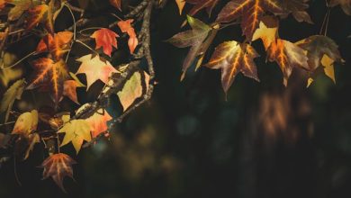 Door Manzil Hai Raah-Guzar Tanha - Lyrics