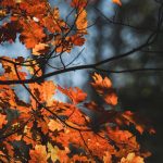 Yunhi Umeed Dilaate Hain Zamaane Wale - Urdu Poetry