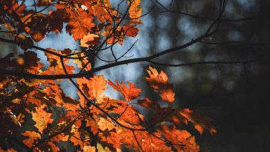 Yunhi Umeed Dilaate Hain Zamaane Wale - Urdu Poetry