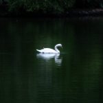 Yeh Meri Rooh Mein Goonjta Kaun Hai - Urdu Ghazal | Kalaamgah.com