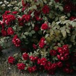 Phir Chhadi Raat Baat Phoolon Ki [Lyrics]