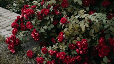 Phir Chhadi Raat Baat Phoolon Ki [Lyrics]