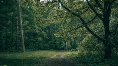 Hairaan Hoon Ke Ye Kaun Sa Dastoor-E-Wafa Hai - Ghazal