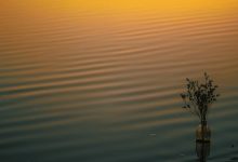 Mohabbat Ki Jhooti Kahani Pe Roye - Lyrics