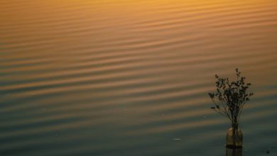 Mohabbat Ki Jhooti Kahani Pe Roye - Lyrics