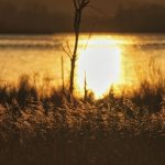 Tum Naghma-e-Mah Ho, Anjum Ho - Lyrics