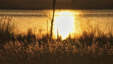 Tum Naghma-e-Mah Ho, Anjum Ho - Lyrics