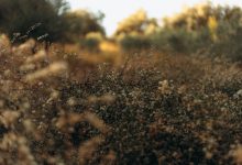 Woh Baaten Teri Woh Fasaane Tere - Lyrics