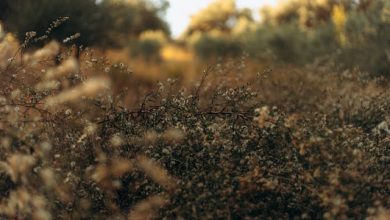 Woh Baaten Teri Woh Fasaane Tere - Lyrics