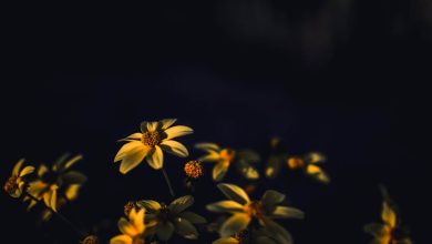 Kisi Ki Aankh Purnam Hai, Mohabbat Ho Gayi Ho Gi