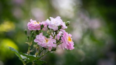 Kabhi Hum Khubsurat Thay (Lyrics)