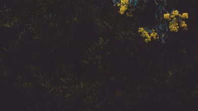 Jab Pyaar Nahin Hai To Bhala Kyun Nahin Dete - Ghazal