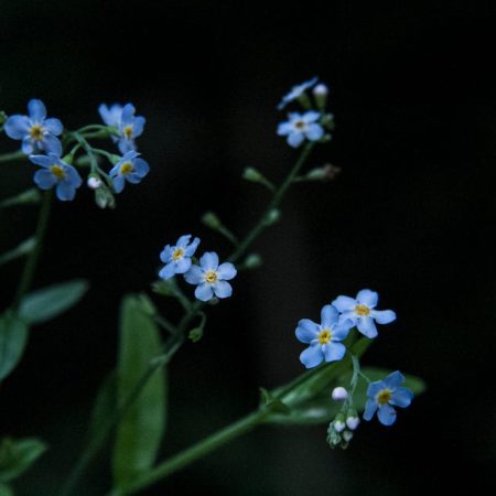 Phool Ka Shaakh Pe Aana Bhi Bura Lagta Hai - Shakeel Azmi