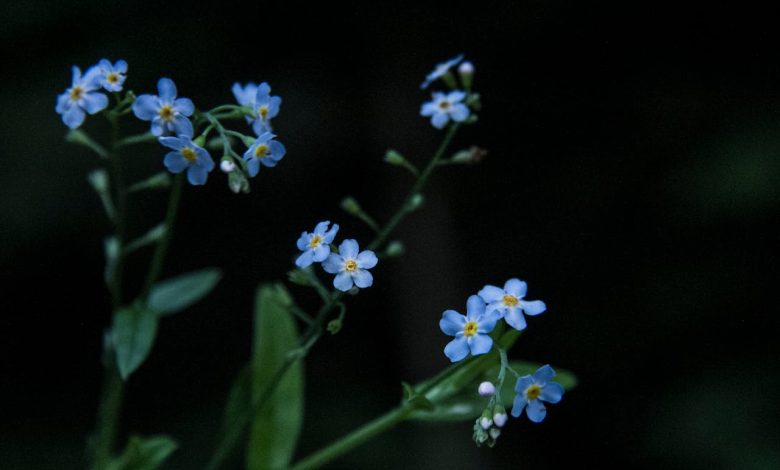 Phool Ka Shaakh Pe Aana Bhi Bura Lagta Hai - Shakeel Azmi