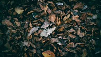 Dil Ke Muamlaat Se Anjaan To Na Tha