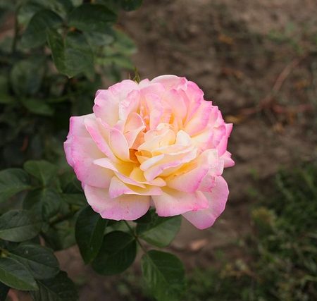 Khizaan Ki Rut Mein Gulaab Lehja Bana Ke Rakhna Kamaal Yeh Hai