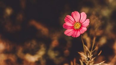 Sirf Mehram Na Bano Dil Ke Dildaar Bano - Urdu Poetry