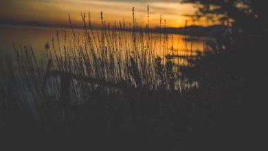 Justuju Jis Ki Thi Us Ko To Na Paya Hum Ne Shehryar Poetry in Urdu Text